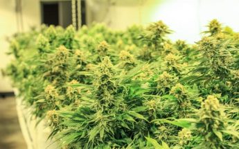 ILGM Review | Expert Source For Growing Marijuana